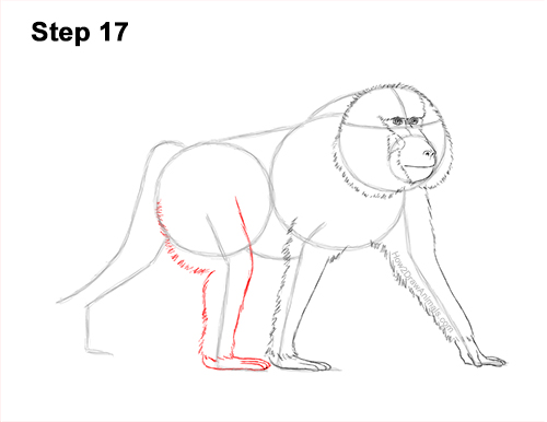 How to Draw an Olive Chacma Baboon Monkey Walking 17