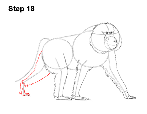 How to Draw an Olive Chacma Baboon Monkey Walking 18