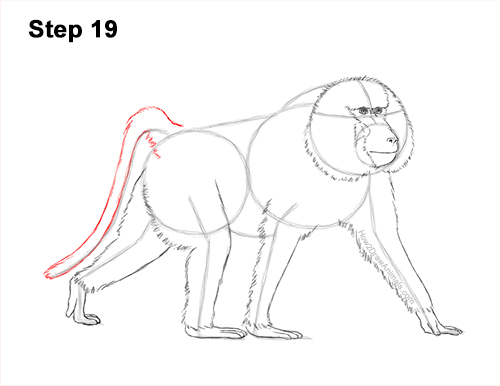 How to Draw an Olive Chacma Baboon Monkey Walking 19
