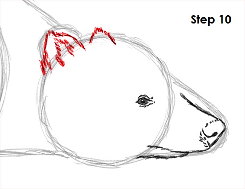 Draw Badger 10