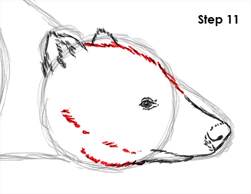 Draw Badger 11