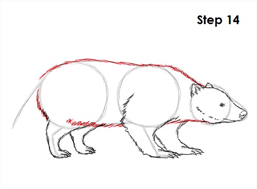 Draw Badger 14