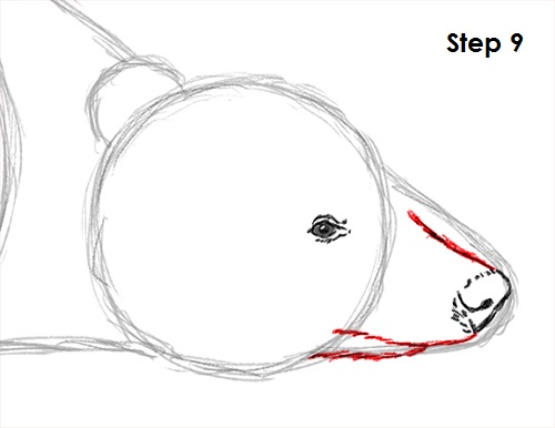 Badger Drawing 9 Draw Badger 9