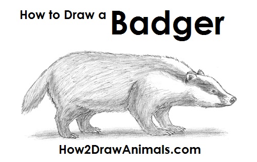 Badger Drawing Draw Badger