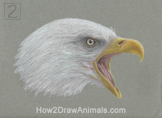 Bald Eagle Portrait Drawing