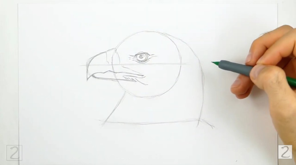 Draw the Eye and Beak