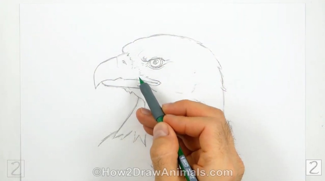 Erase Guidelines and Tidy Your Sketch