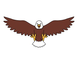 How to Draw a Bald Eagle Cartoon