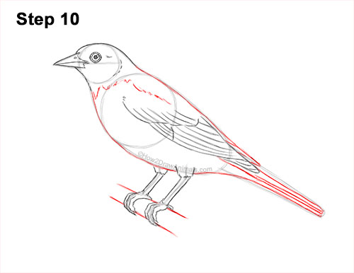 How to Draw a Baltimore Oriole Bird Side View 10
