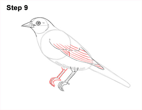 How to Draw a Baltimore Oriole Bird Side View 9