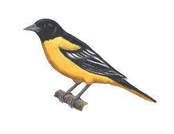 How to Draw a Baltimore Oriole Bird Color Side View