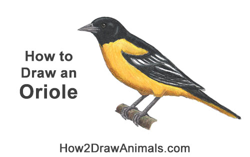 Draw a Baltimore Oriole Bird How to Draw a Baltimore Oriole Bird Side View Color