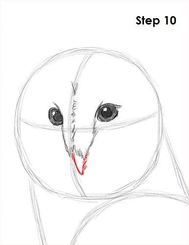 Draw Barn Owl 10