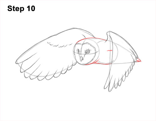 Draw a Barn Owl Flying 10 How to Draw a Barn Owl 10