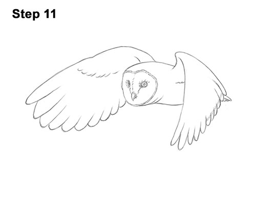 Draw a Barn Owl Flying 11 How to Draw a Barn Owl 11