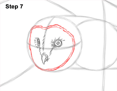 Draw a Barn Owl Flying 7 How to Draw a Barn Owl 7