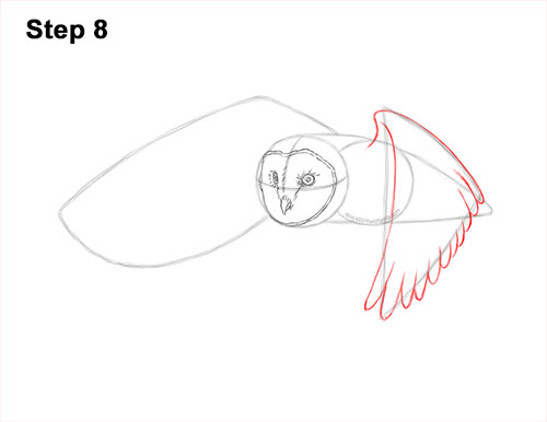 Draw a Barn Owl Flying 8 How to Draw a Barn Owl 8