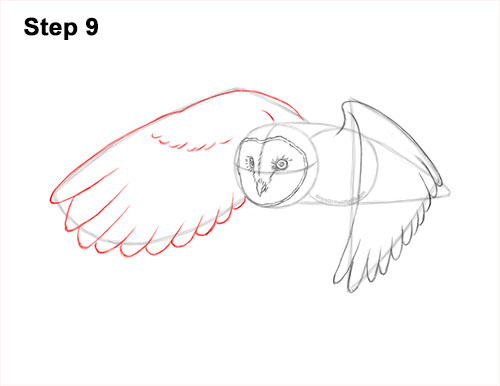 Draw a Barn Owl Flying 9 How to Draw a Barn Owl 9