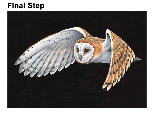 Draw a Barn Owl Flying Last How to Draw a Barn Owl Final