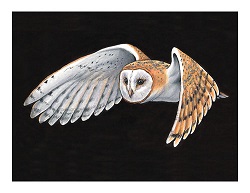 Draw a Barn Owl in Color