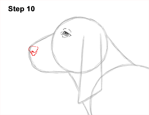 Draw a Basset Hound Dog 10 How to Draw a Basset Hound Puppy Dog Side View 10