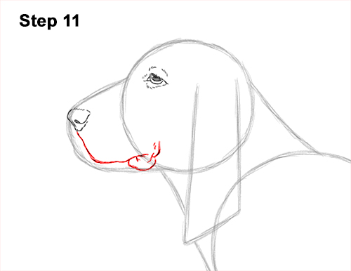 Draw a Basset Hound Dog 11 How to Draw a Basset Hound Puppy Dog Side View 11