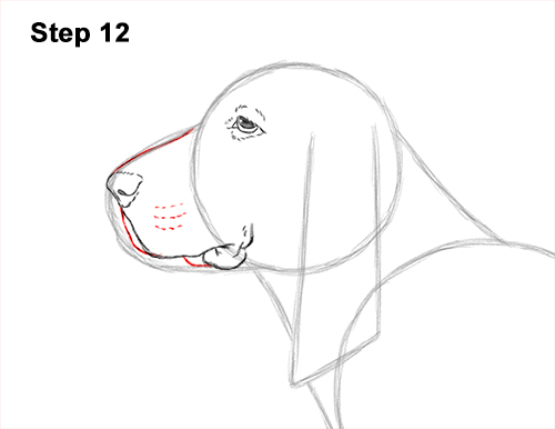Draw a Basset Hound Dog 12 How to Draw a Basset Hound Puppy Dog Side View 12