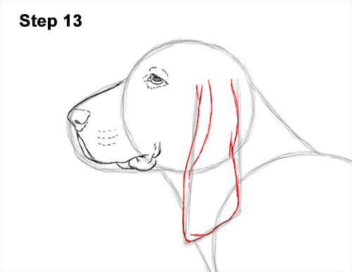Draw a Basset Hound Dog 13 How to Draw a Basset Hound Puppy Dog Side View 13