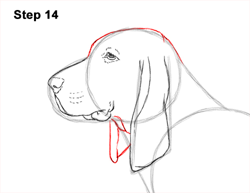 Draw a Basset Hound Dog 14 How to Draw a Basset Hound Puppy Dog Side View 14