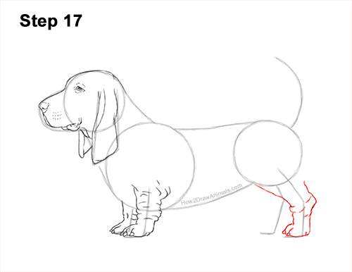 How to Draw a Basset Hound Puppy Dog Side View 17