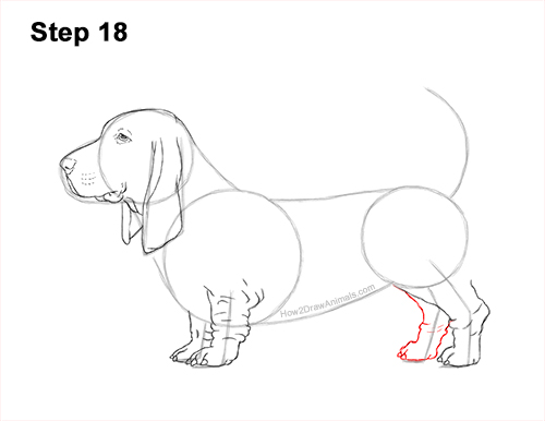 How to Draw a Basset Hound Puppy Dog Side View 18