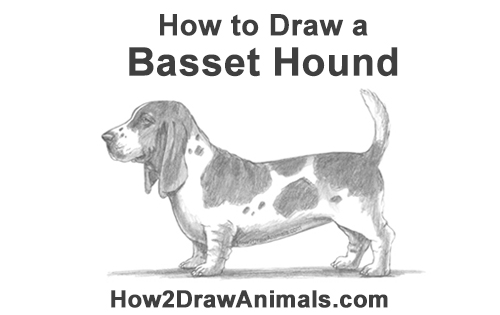 Draw a Basset Hound Dog How to Draw a Basset Hound Puppy Dog Side View