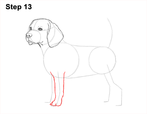 Draw Beagle Dog 13