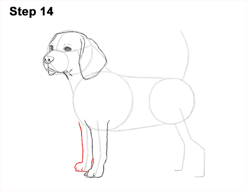 Draw Beagle Dog 14