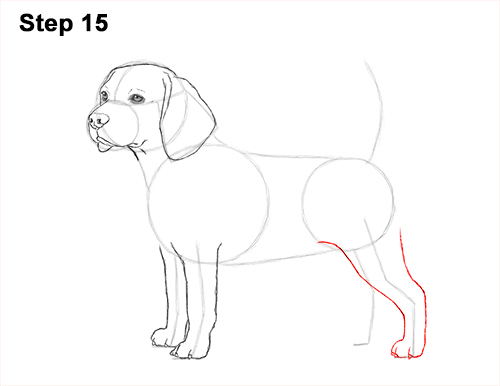 Beagle Dog Drawing 15 Draw Beagle Dog 15