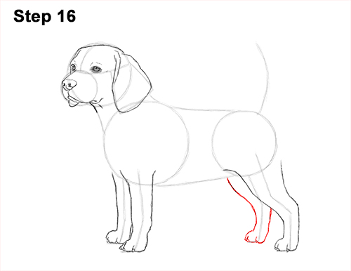 Beagle Dog Drawing 16 Draw Beagle Dog 16