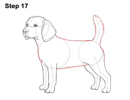 Beagle Dog Drawing 17 Draw Beagle Dog 17