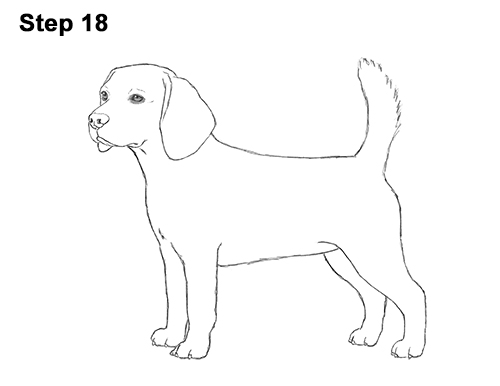 Beagle Dog Drawing 18 Draw Beagle Dog 18