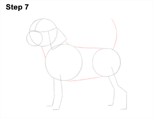 Draw Beagle Dog 7
