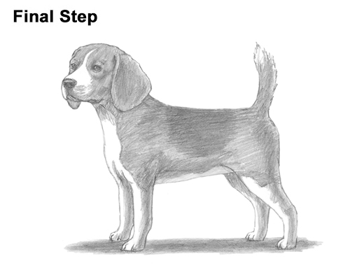 Beagle Dog Drawing Draw Beagle Dog