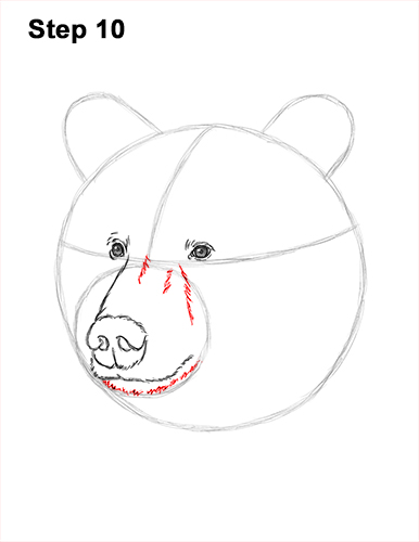 How to Draw a Grizzly Brown Bear Head Portrait 10