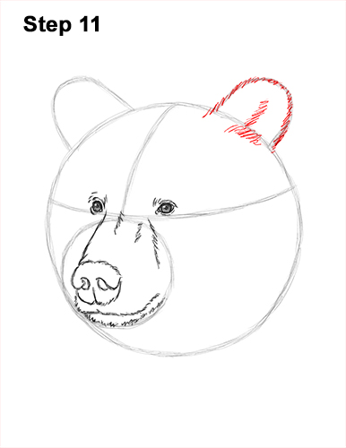 How to Draw a Grizzly Brown Bear Head Portrait 11
