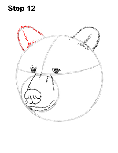 How to Draw a Grizzly Brown Bear Head Portrait 12