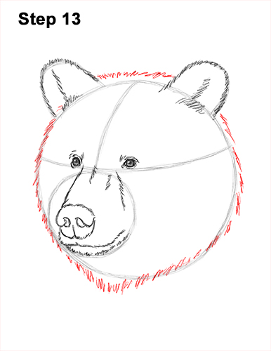 How to Draw a Grizzly Brown Bear Head Portrait 13
