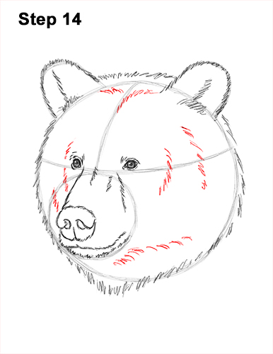 How to Draw a Grizzly Brown Bear Head Portrait 14