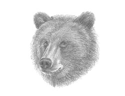 How to Draw a Grizzly Brown Kodiak Bear Head Detail Portrait Face