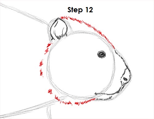 Draw Beaver 12
