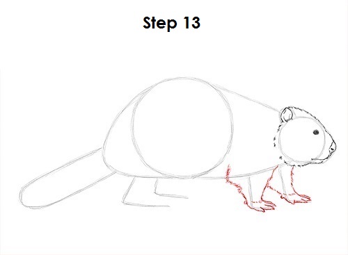 Draw Beaver 13