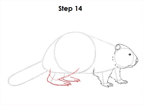 Draw Beaver 14
