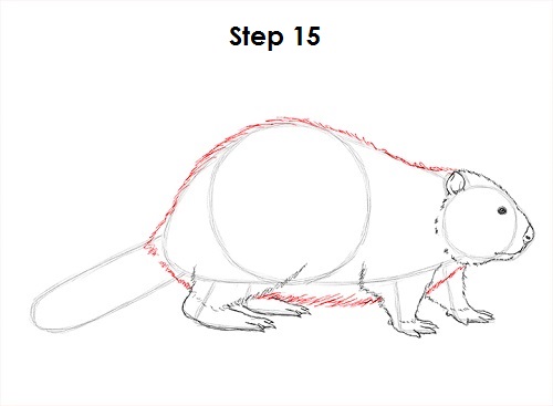 Beaver 15 Draw Beaver 15